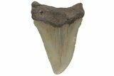 Fossil Megalodon Tooth - North Carolina #219359-1